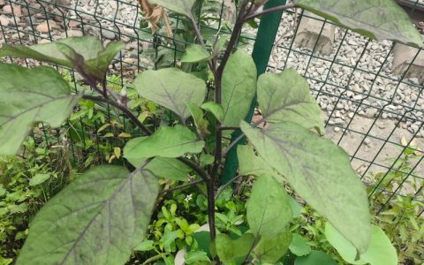 茄子嫁接砧木是什么树？三种主流砧木对比与选择指南