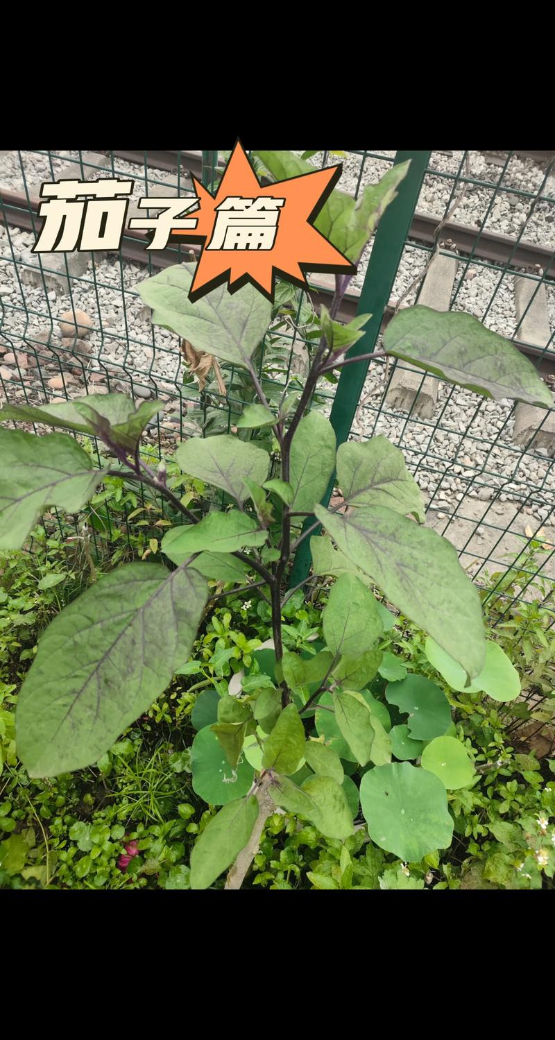 茄子嫁接砧木是什么树？三种主流砧木对比与选择指南