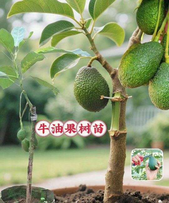 牛油果树盆栽能结果吗？附促花促果全攻略与花期果期详解