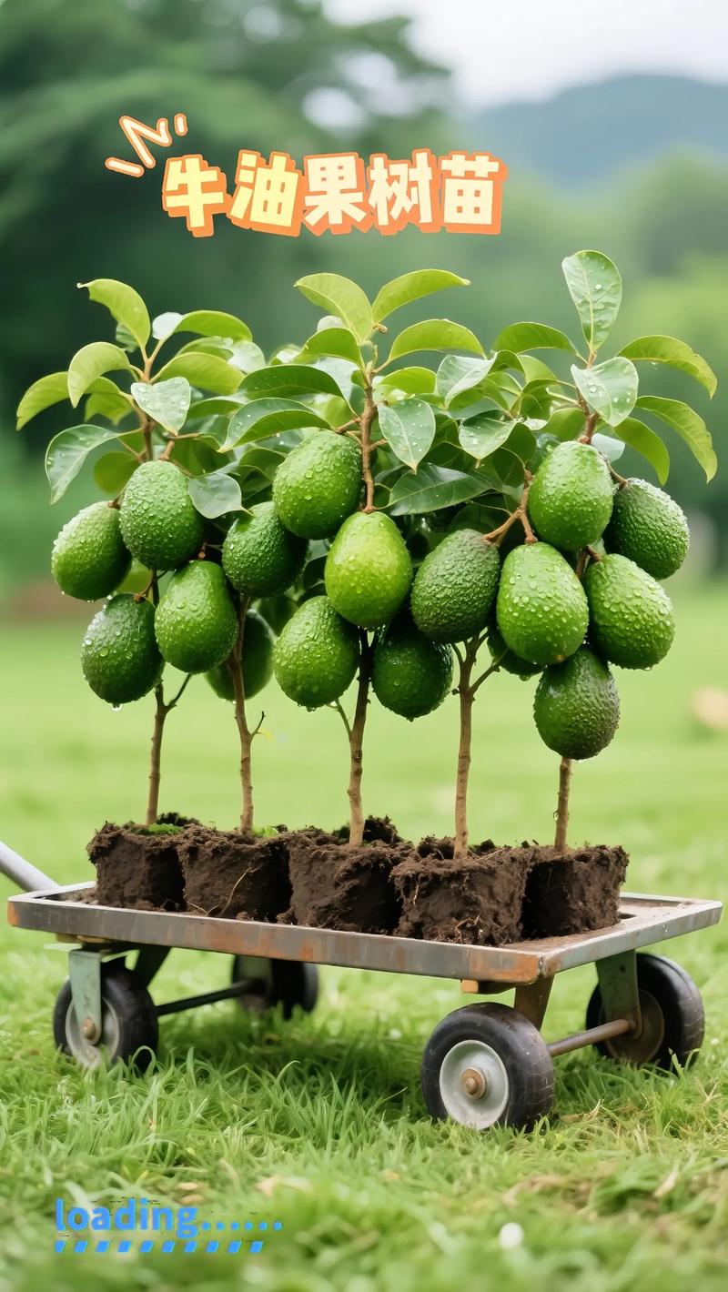 牛油果树盆栽能结果吗?附促花促果全攻略与花期果期详解 促花促果养护步骤(按月份操作)
