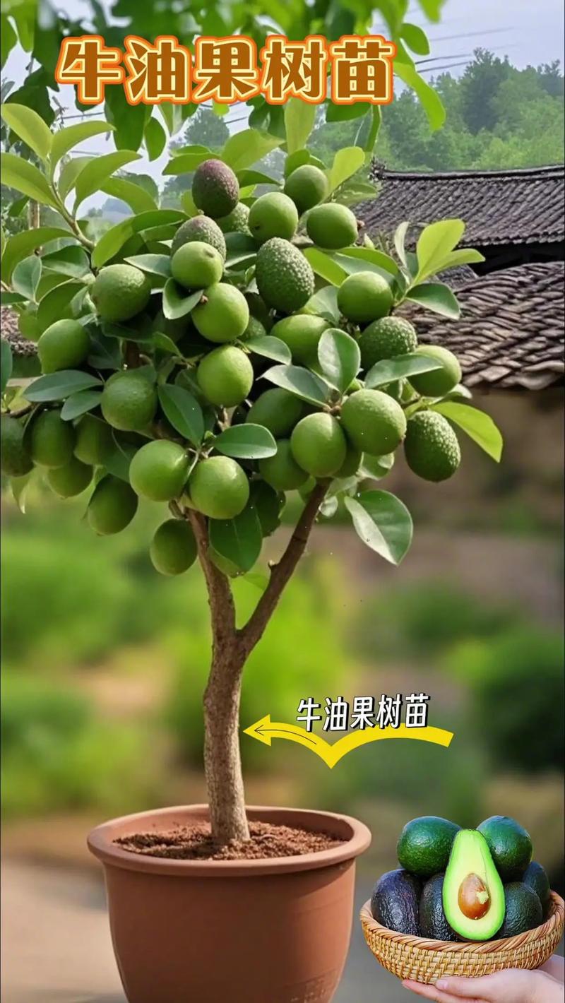 牛油果树盆栽能结果吗?附促花促果全攻略与花期果期详解 常见问题 FAQ
