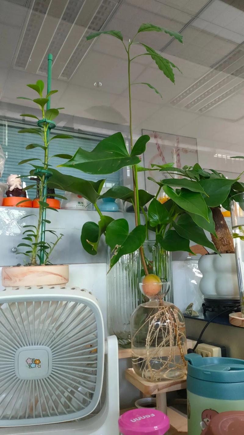 牛油果树盆栽能结果吗?附促花促果全攻略与花期果期详解 总结