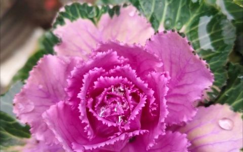 羽衣甘蓝中国叫什么菜？详解十字花科羽衣甘蓝的百科知识