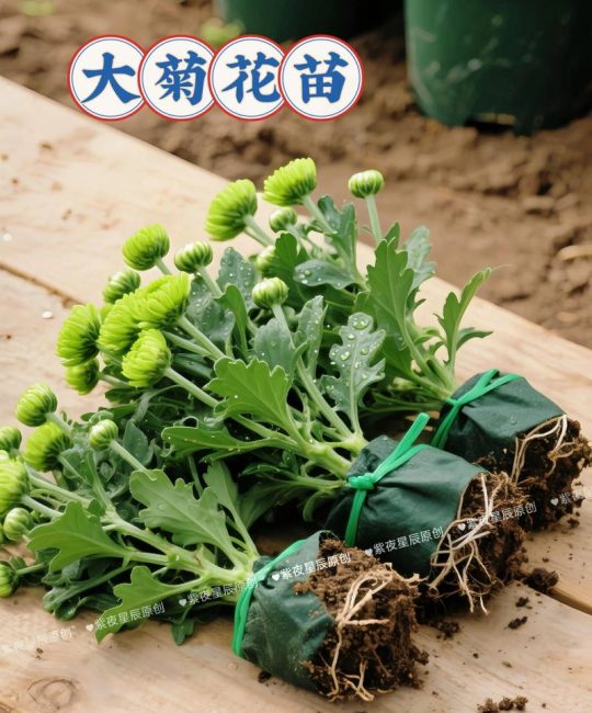 菊花苗移栽几天会成活？7步操作指南确保高成活率