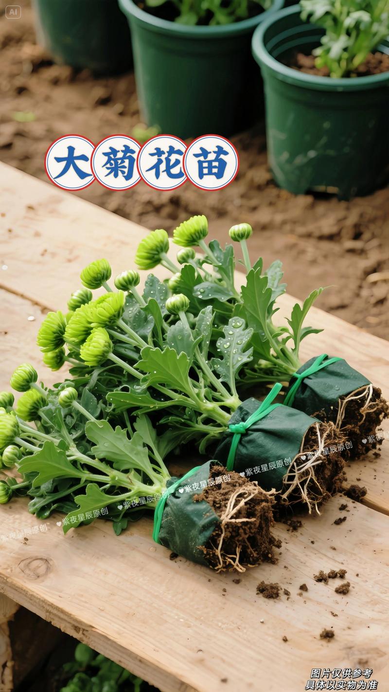 菊花苗移栽几天会成活?7步操作指南确保高成活率 菊花苗移栽几天会成活?7步操作指南确保高成活率