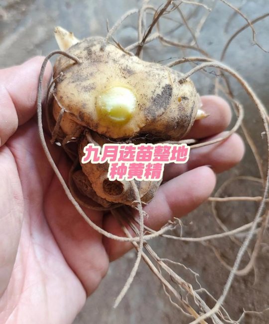 黄精种苗哪里好？资深园艺师教你选对苗，种出高效益