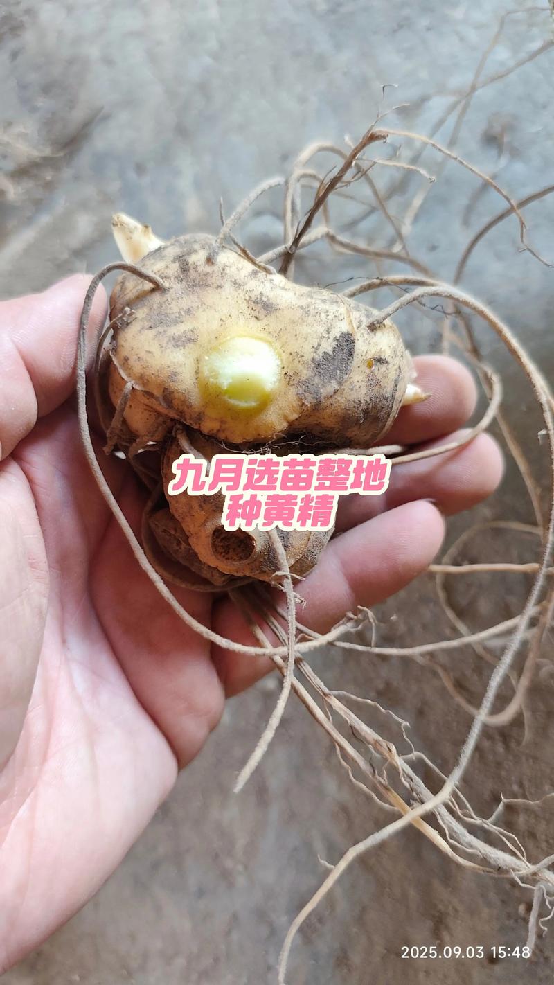 黄精种苗哪里好?资深园艺师教你选对苗,种出高效益 一、看产地:道地产区是首选