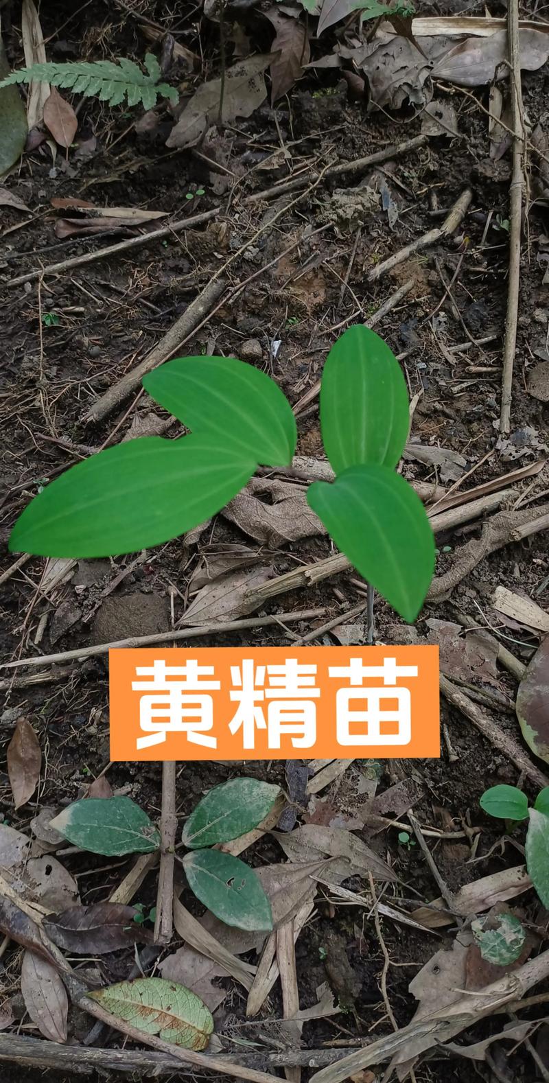 黄精种苗哪里好?资深园艺师教你选对苗,种出高效益 三、察苗情:健康度决定成活率
