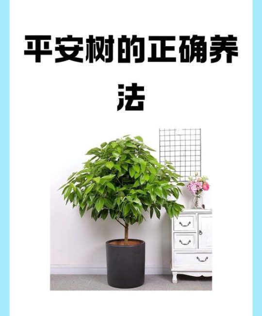 农村门口种树怎么选？这3种好看好养，寓意好还安全