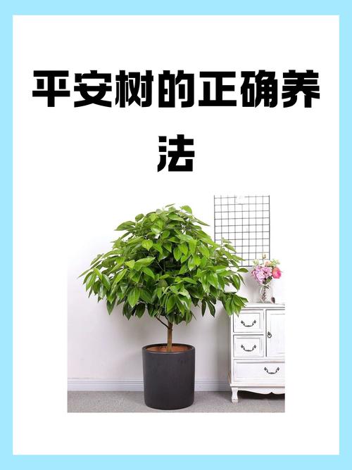 一、选树前先看这3点