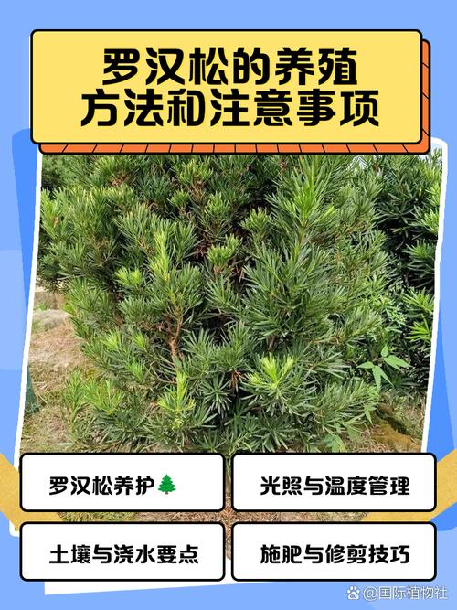 罗汉松树苗哪里买?采购渠道验证与规格核查全指南 售后补苗政策审核