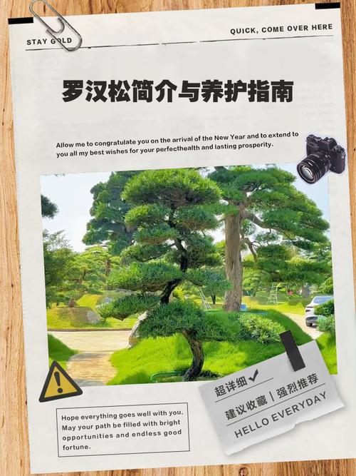 罗汉松树苗哪里买?采购渠道验证与规格核查全指南 综合评估与决策