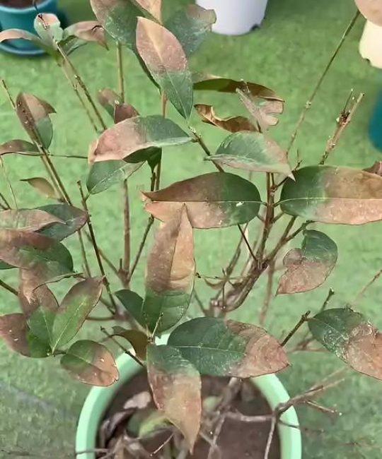 桂花干叶掉叶是什么原因？家庭园艺专家教你分步排查与防治
