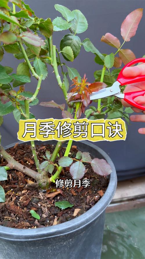 月季花怎么养剪枝?从浇水到修剪,这份家庭养护指南请收好 光照:月季喜光,建议保证至少4小时以上直射光