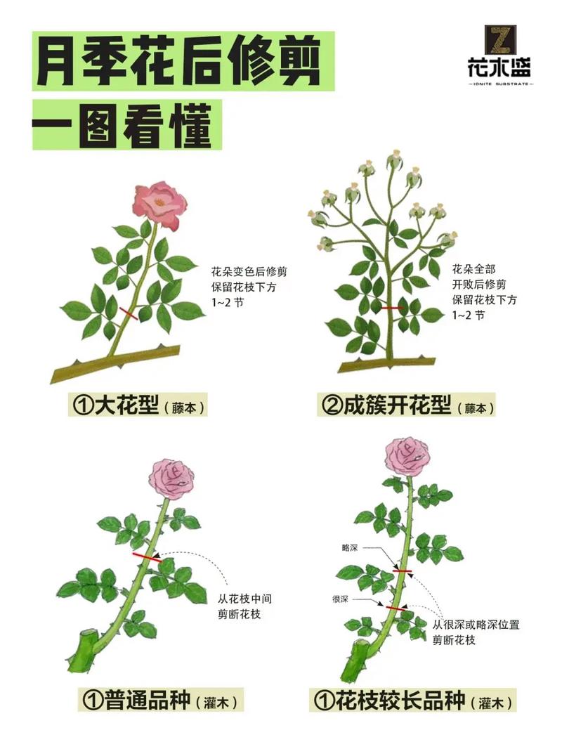 月季花怎么养剪枝?从浇水到修剪,这份家庭养护指南请收好 换盆/田间管理:建议每1-2年换盆一次,为根系提供生长空间