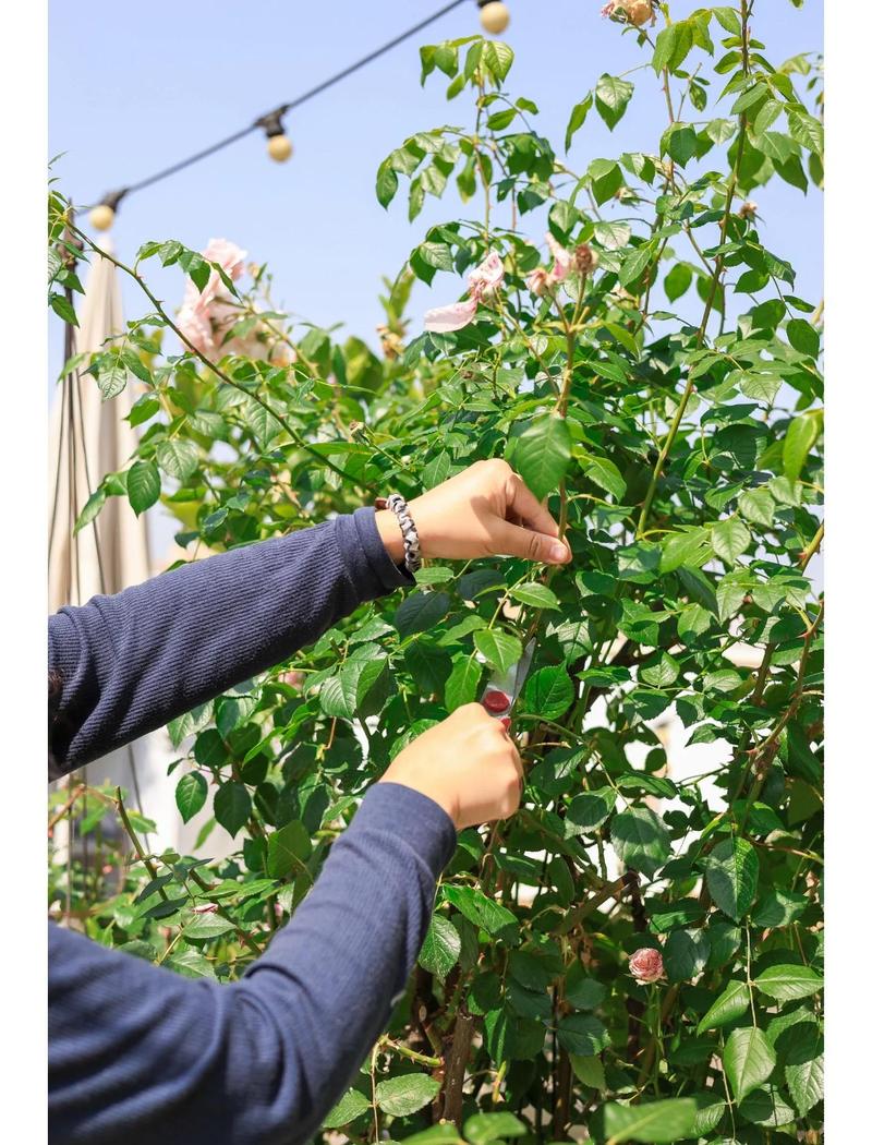 月季花怎么养剪枝?从浇水到修剪,这份家庭养护指南请收好 修剪:修剪是月季开花的关键,建议分冬剪和花后修剪