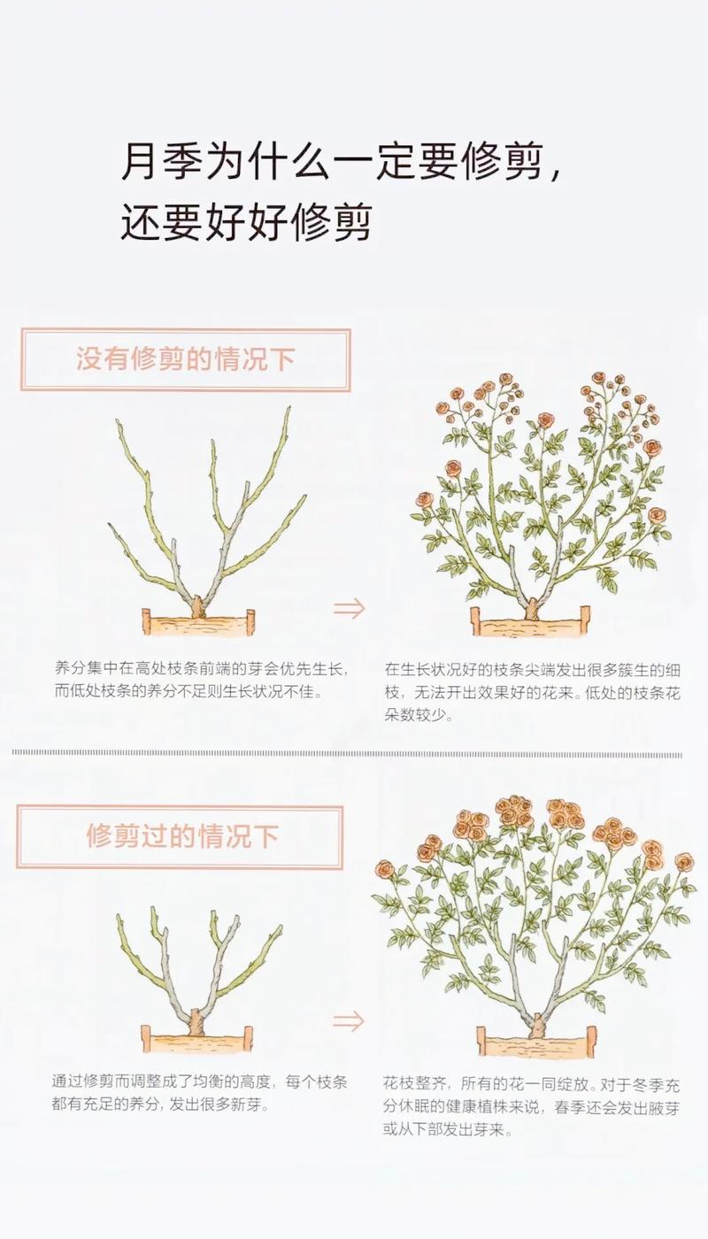 月季花怎么养剪枝?从浇水到修剪,这份家庭养护指南请收好 越冬越夏:冬季保暖,夏季降温,让月季安然度过极端天气