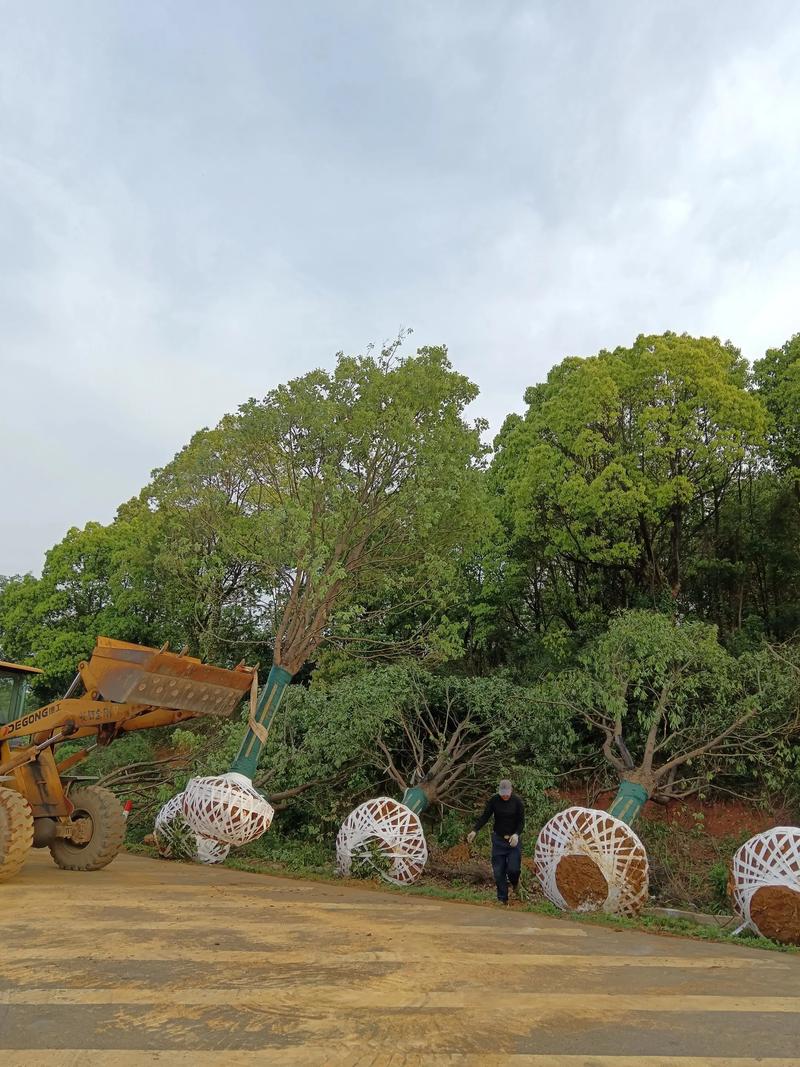 长春动植物公园绿化工程苗木应用与购票指南 二、苗木规格选择(依据CJJ 82-2012第3.2.4条)