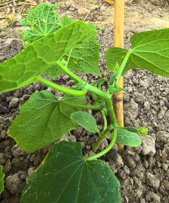 黄瓜能重茬种植吗？重茬种植的解决方案与预防措施