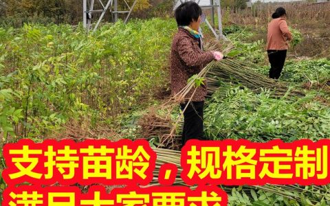 香椿苗多少钱一棵价格 —— 2025年最新市场报价与影响因素全解析