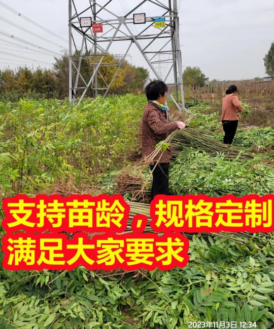 香椿苗多少钱一棵价格 —— 2025年最新市场报价与影响因素全解析