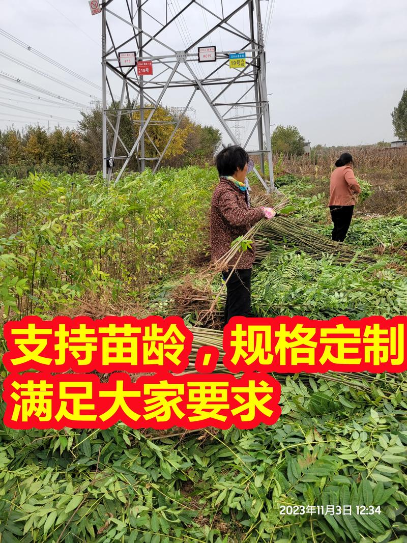香椿苗多少钱一棵价格 —— 2025年最新市场报价与影响因素全解析 价格快速参考