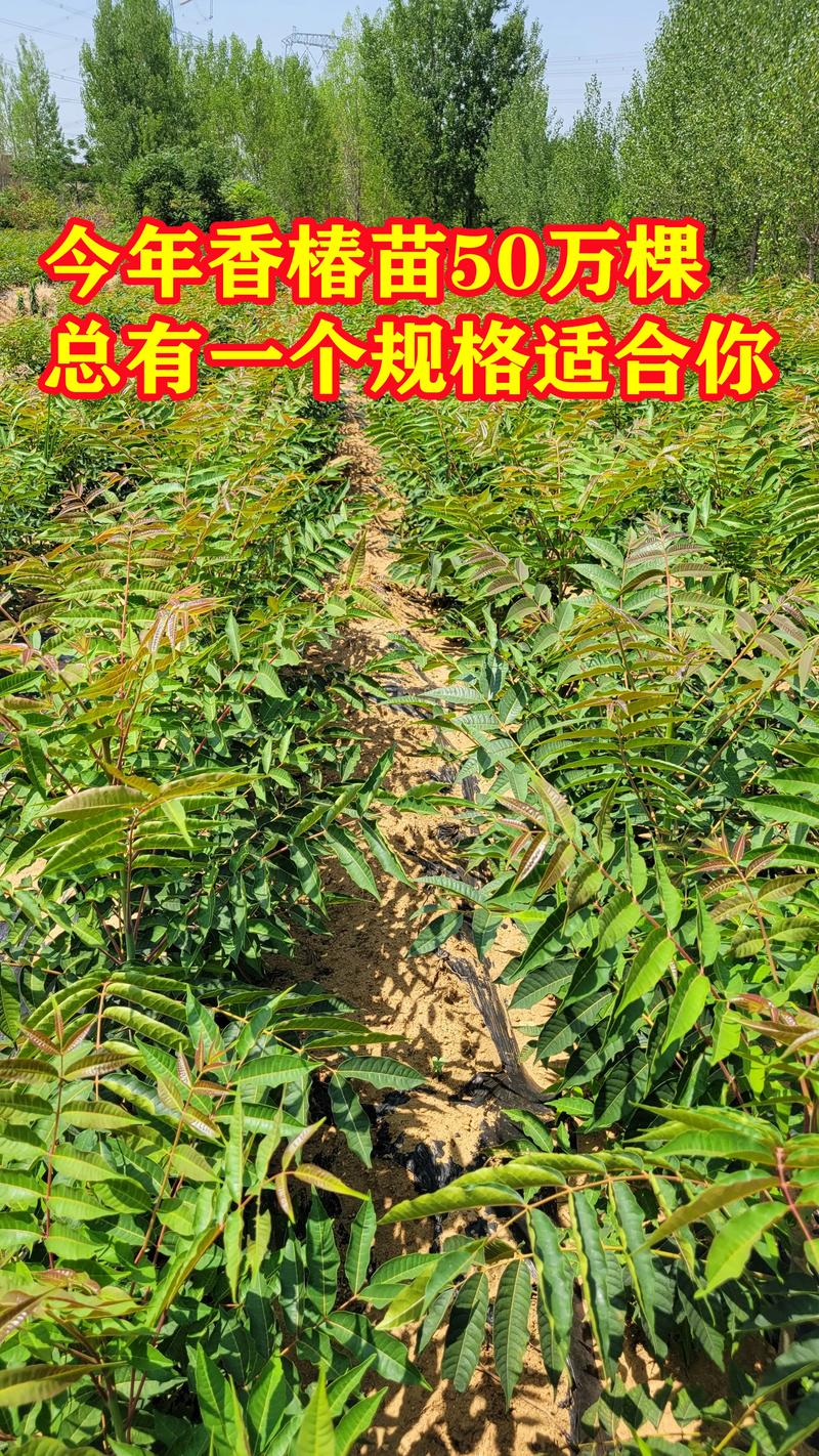 香椿苗多少钱一棵价格 —— 2025年最新市场报价与影响因素全解析 一、按规格定价:苗龄和高度是直接标尺