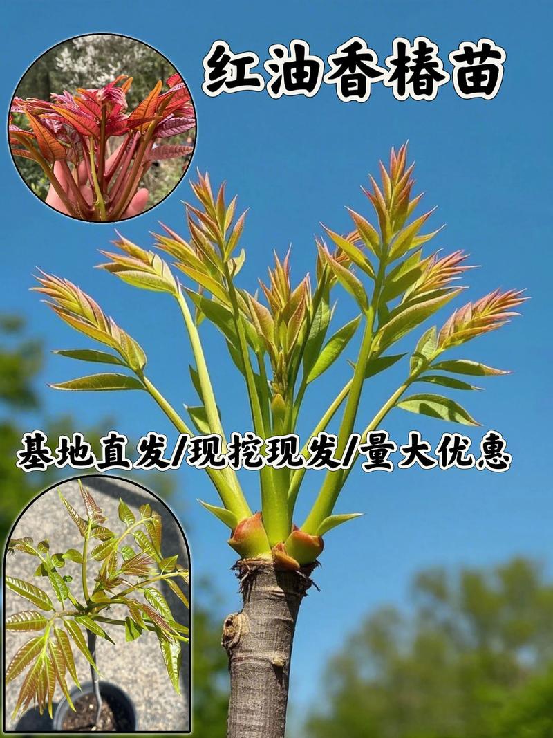 香椿苗多少钱一棵价格 —— 2025年最新市场报价与影响因素全解析 三、季节波动:春季价高,秋季捡漏关键期