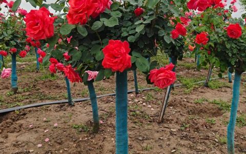 南阳精品树状月季全攻略：花色、花期与养护指南