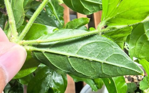花叶上白色的虫子是什么虫子？白粉虱的识别与防治百科