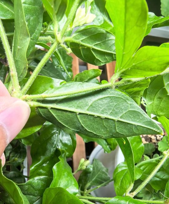 花叶上白色的虫子是什么虫子？白粉虱的识别与防治百科