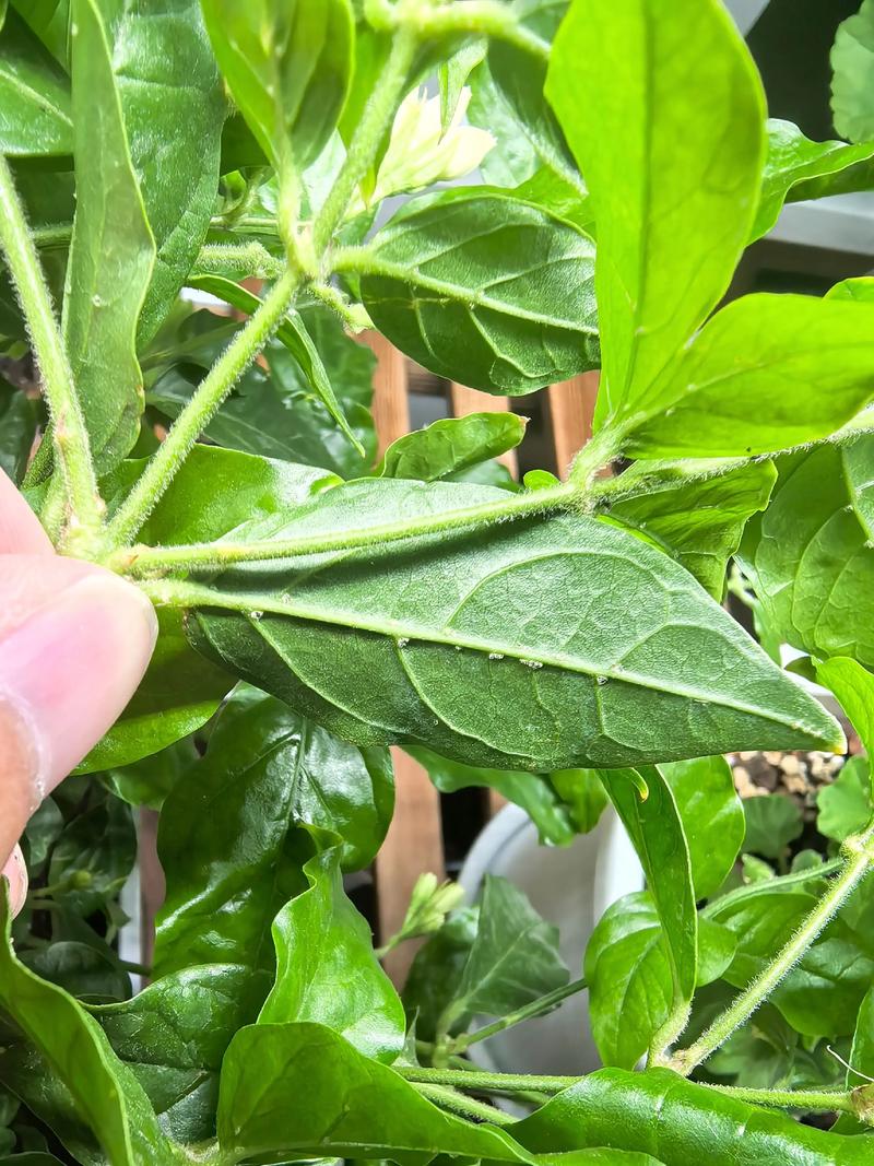 花叶上白色的虫子是什么虫子?白粉虱的识别与防治百科 花叶上白色的虫子是什么虫子?白粉虱的识别与防治百科