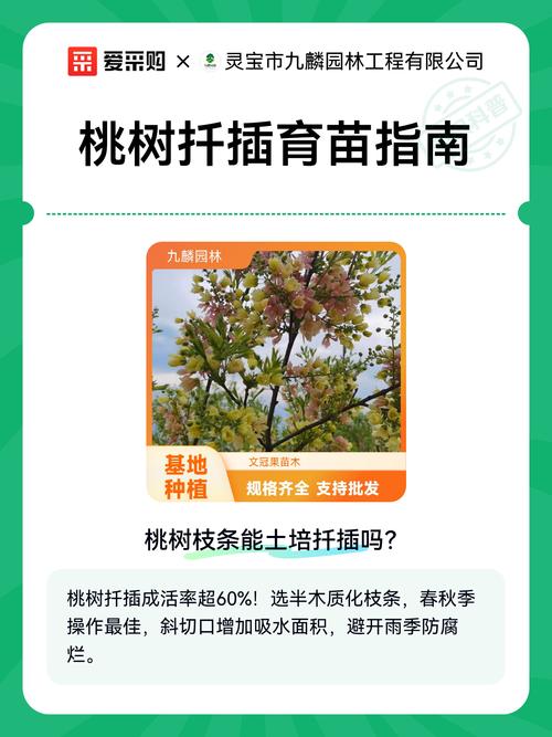 桃树能扦插吗?桃树扦插繁殖技术要点与操作步骤全解 桃树扦插并非“一剪就活”,品种差异是第一变量