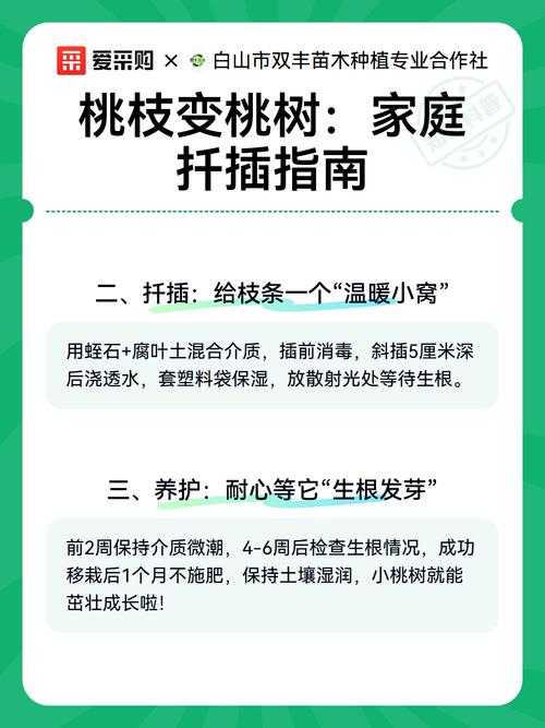桃树能扦插吗?桃树扦插繁殖技术要点与操作步骤全解 桃树硬枝扦插操作步骤:从剪穗到立苗的完整流程