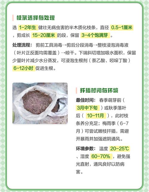 桃树能扦插吗?桃树扦插繁殖技术要点与操作步骤全解 桃树扦插苗移栽时机判断标准