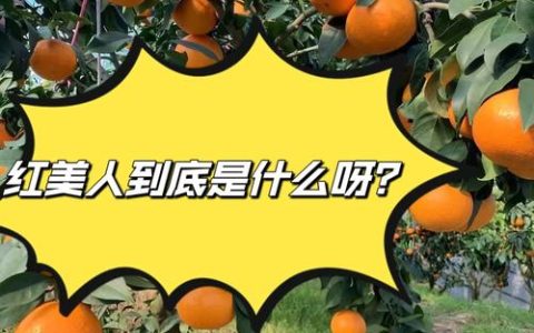 天草柑橘 vs 红美人：家庭种植首选红美人，商品化种植应优先考虑天草