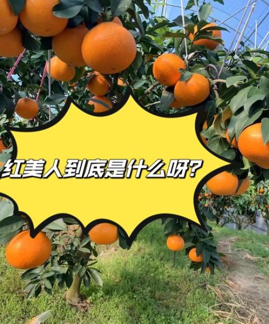 天草柑橘 vs 红美人：家庭种植首选红美人，商品化种植应优先考虑天草