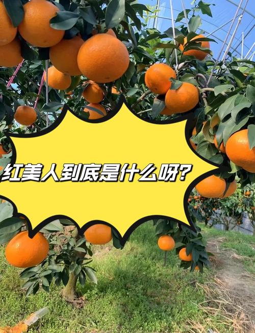 天草柑橘 vs 红美人:家庭种植首选红美人,商品化种植应优先考虑天草 新手家庭种植选红美人,高产量商品化种植选天草