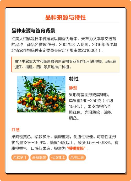 天草柑橘 vs 红美人:家庭种植首选红美人,商品化种植应优先考虑天草 深度对比逻辑解析