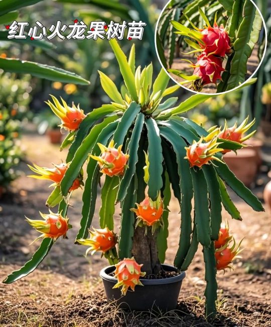 火龙果树安全过冬全攻略：从品种选择到苗木采购的关键要点