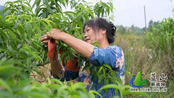 黄桃树多少钱?2026年最新价格表与5大影响因素全解析 采购指南:如何确保花得值?