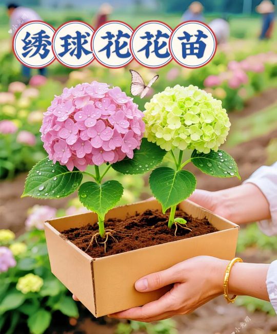 绣球花几天浇一次水？四季精准浇水与养护全攻略