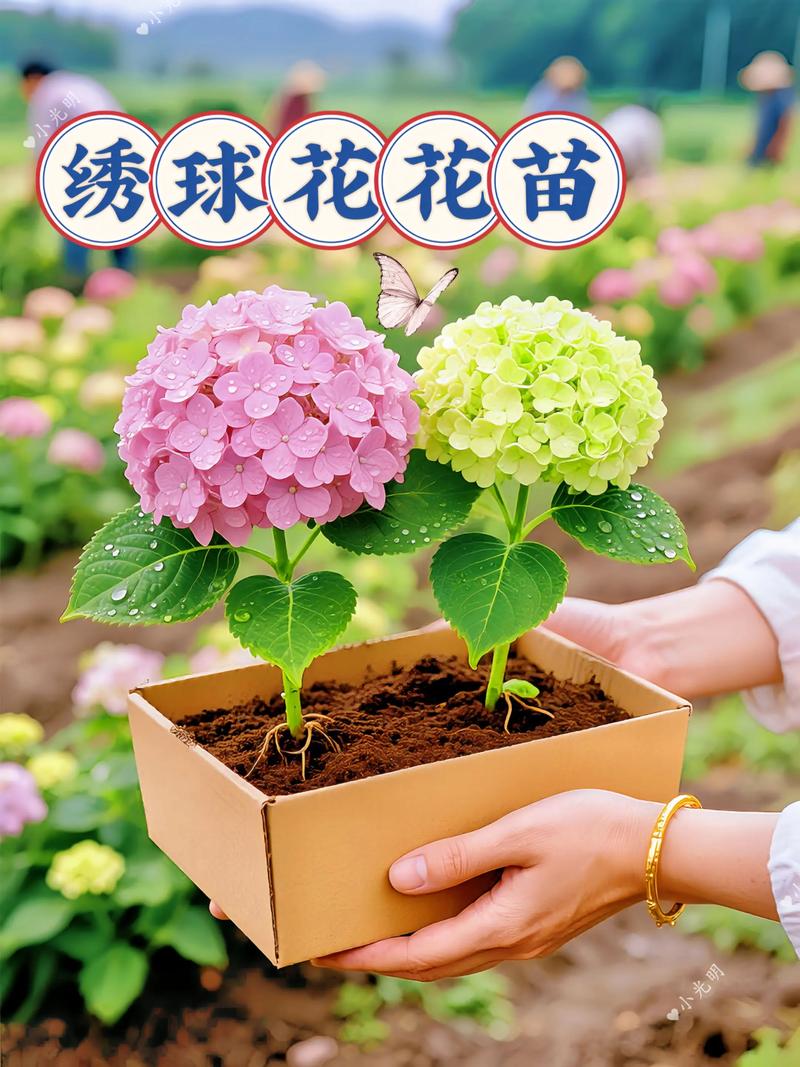 绣球花几天浇一次水?四季精准浇水与养护全攻略 绣球花几天浇一次水?四季精准浇水与养护全攻略