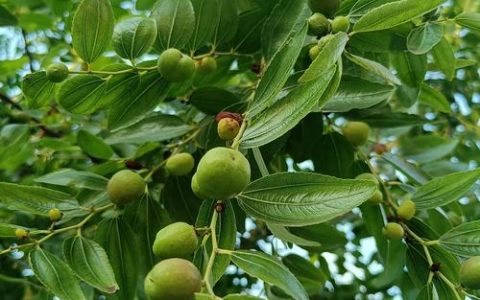 青枣树耐寒多少度？南北种植越冬指南与防寒实操要点