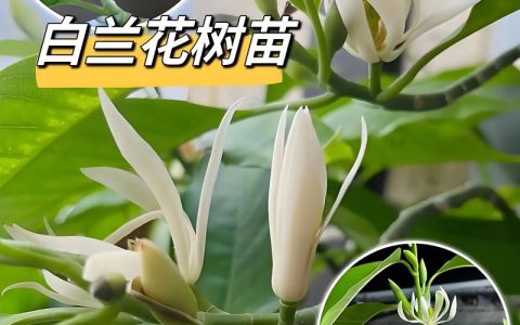 白兰花能放室内养吗？科学养护指南与注意事项