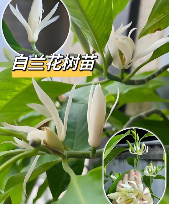 白兰花能放室内养吗？科学养护指南与注意事项