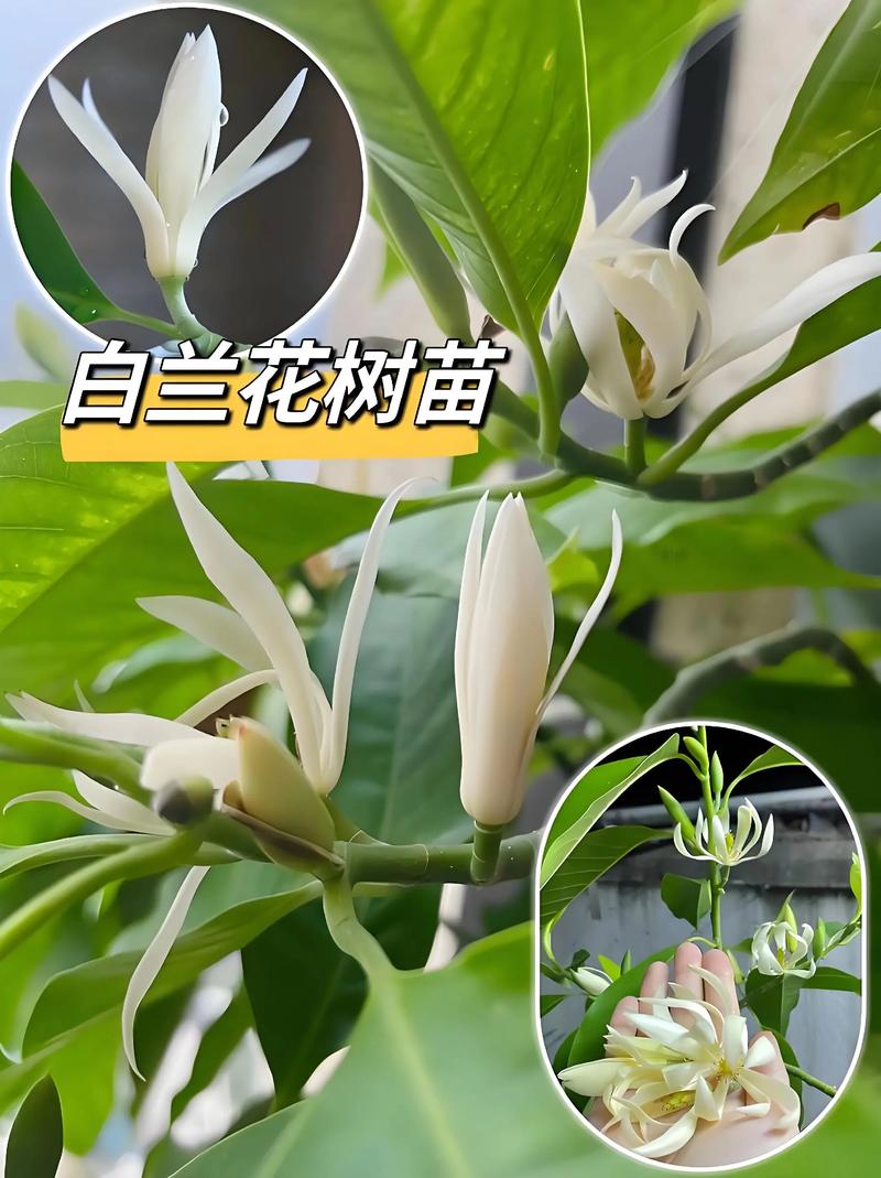 白兰花能放室内养吗?科学养护指南与注意事项 白兰花能放室内养吗?科学养护指南与注意事项