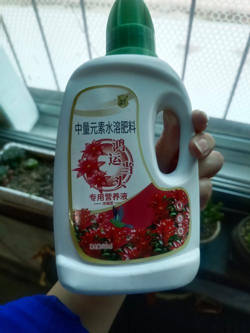 家庭养花肥料选择与综合养护指南 家庭养花肥料选择与综合养护指南