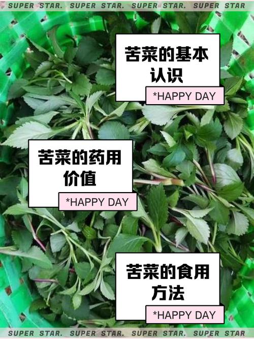 综合评估与最终建议