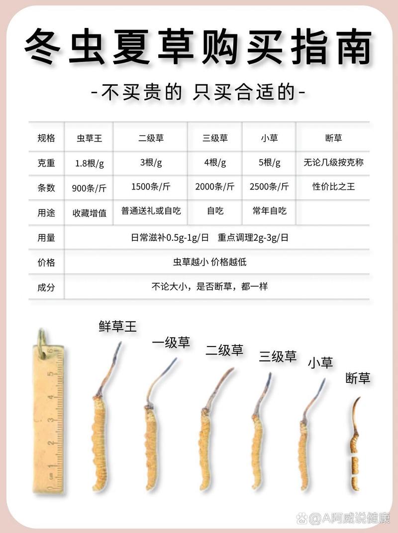 刺苦草种植技术关键参数（沉水植物）